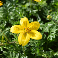 bidens-1478.jpg