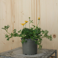bidens-ferulifolia-eldoro-yellow-early-12er-1478.jpg