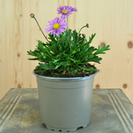 brachyscoma-multifida-fresco-purple-12er-3641-1.jpg