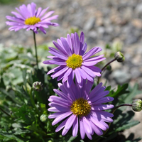 brachyscoma-multifida-fresco-purple-12er-3641.jpg