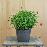 calamintha-nepeta-marvelette-blue-14er-1-3647.jpg