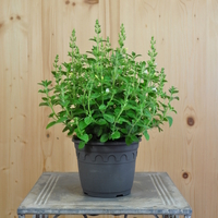 calamintha-nepeta-marvelette-white-14er-3648.jpg
