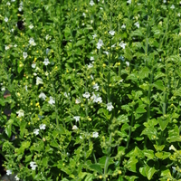 calamintha-nepeta-marvelette-white-3648.jpg