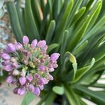 allium-senescens-3165-2-v.jpg