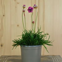 armeria-maritima-abbey-deep-rose-10-5er-1010.jpg
