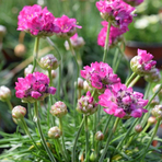 armeria-maritima-rosa-2802-1010.jpg