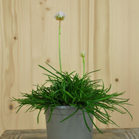 armeria-maritima-abbey-white-10-5er-1009.jpg