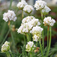 armeria-maritima-weiss-2803-1009.jpg