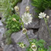 astrantia-major-snow-queen-3666.jpg