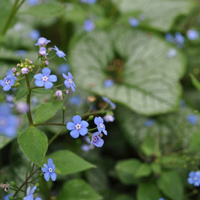 brunnera-3281.jpg