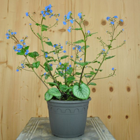 brunnera-macrophylla-jack-frost-16er-3281.jpg