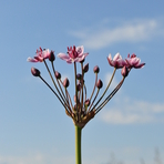 butomus-pseudodictamnus-3391-2.jpg