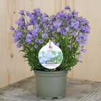 campanula-cochleariifolia-floretia-10-5er-3451.jpg