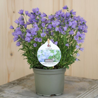 campanula-cochleariifolia-floretia-10-5er-3451.jpg