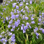 campanula-cochleariifolia-floretia-3451.jpg