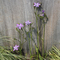 campanula-patula-3188.jpg
