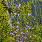 campanula-patula-floretia-3188.jpg