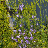 campanula-patula-floretia-3188.jpg