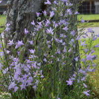 campanula-rapunculus-3189-3353.jpg