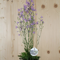 campanula-rapunculus-floretia-13er-3189.jpg