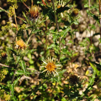 carlina-vulgaris-3452.jpg