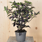 capsicum-purple-flash-14er-2852.jpg