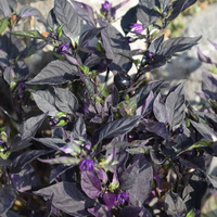capsicum-purple-flash-2852-2851.jpg
