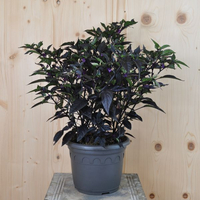 capsicum-purple-flasch-21er-2851.jpg
