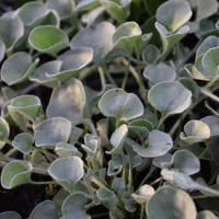 dichondra-1509-3261.jpg