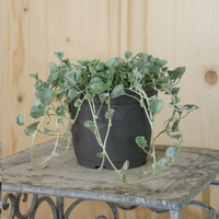 dichondra-argentea-silver-falls-14er-3261.jpg