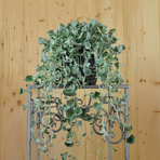 dichondra-silverfalls-14er-3261.jpg