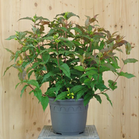 diervilla-splendens-kodiak-red-25er-3703.jpg