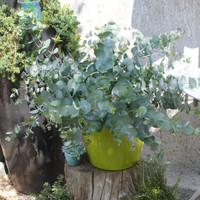 eucalyptus-cinerea-silverdollar-3312-3347-3614.jpg