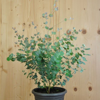 eucalyptus-gunnii-silver-tropfen-21er-3312.jpg