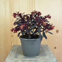 euphorbia-miners-merlot-16er-3739-v.jpg