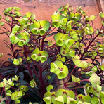 euphorbia-miners-merlot-3739-3736-2-v.jpg