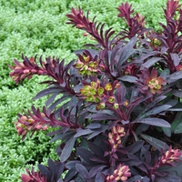 euphorbia-miners-merlot-3739-3736-v.jpg