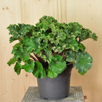 farfugium-japonicum-wavy-gravy-21er-3492.jpg