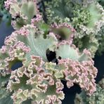 farfugium-japonicum-wavy-gravy-3492-3-v.jpg