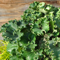 farfugium-japonicum-wavy-gravy-3492.jpg