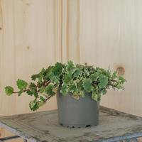 glechoma-variegata-12er-1529.jpg