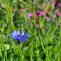 centaurea-cyanus-floretia-3191.jpg