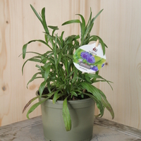 centaurea-cyanus-floretia13er-3191.jpg