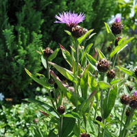 centaurea-jacea-3460.jpg