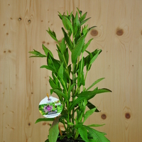 centaurea-jacea-floretia-13er-3460.jpg