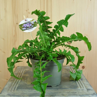 cichorium-intybus-13er-floretia-3192.jpg
