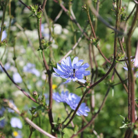 cichorium-intybus-3192-3354.jpg
