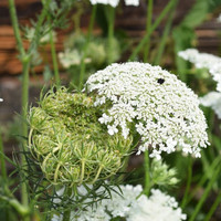 daucus-carota-3193-3355.jpg