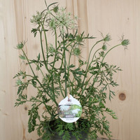 daucus-carota-floretia-13er-3193.jpg