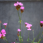 dianthus-carthusianorum-3194-3356.jpg